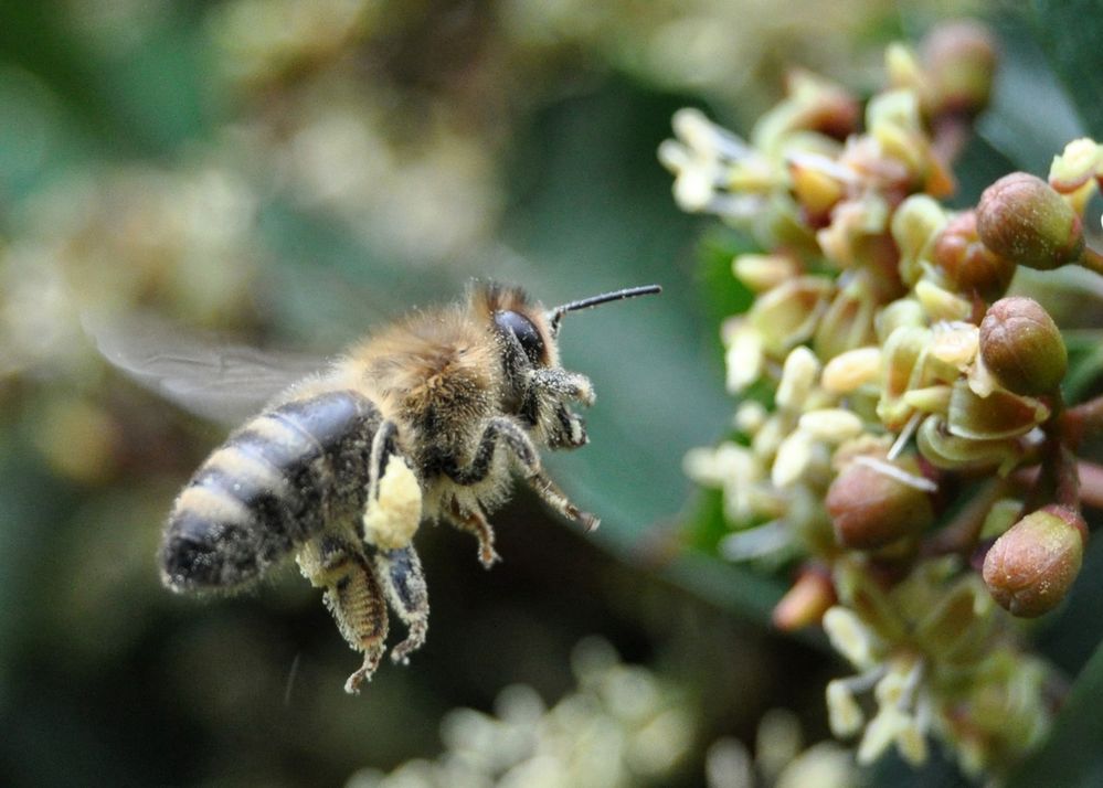 fleißiges Bienchen by WernerAndrea 