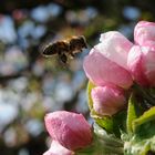 fleißiges Bienchen