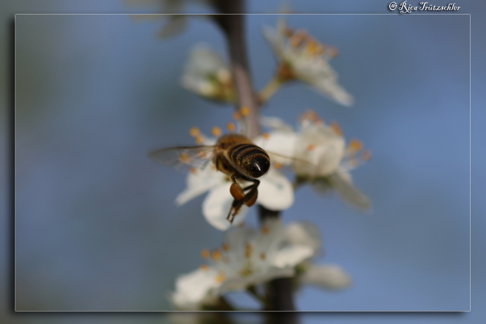 fleißiges Bienchen