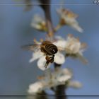 fleißiges Bienchen