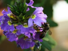 fleißiges Bienchen