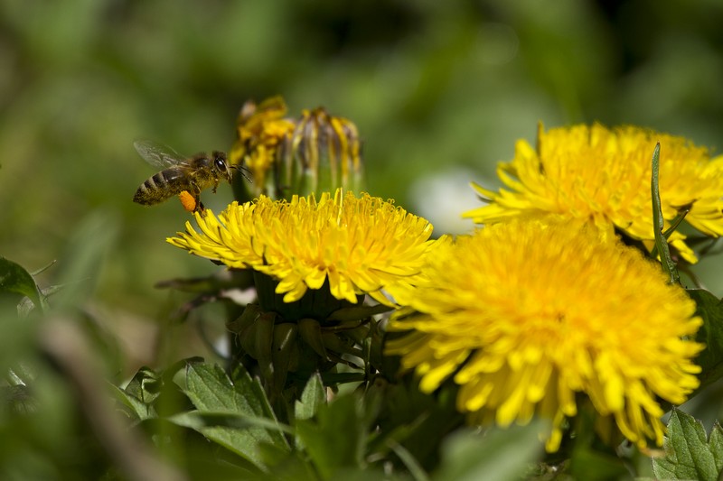 fleißiges Bienchen