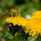 fleißiges Bienchen