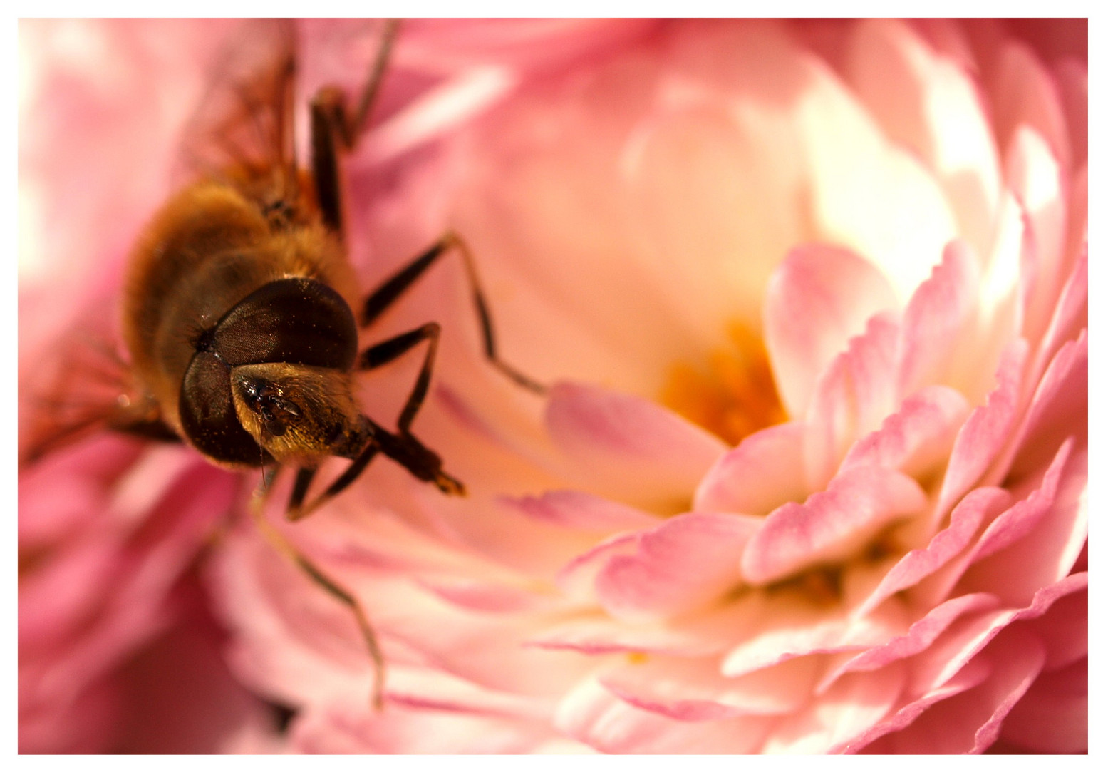 Fleißiges Bienchen...