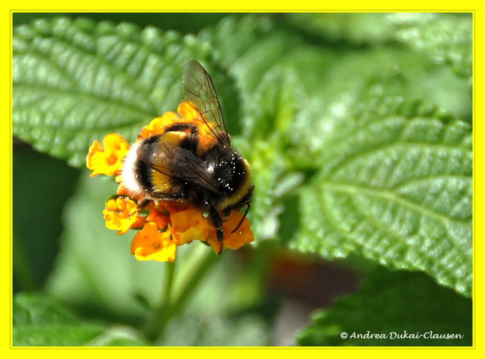 fleißiges Bienchen