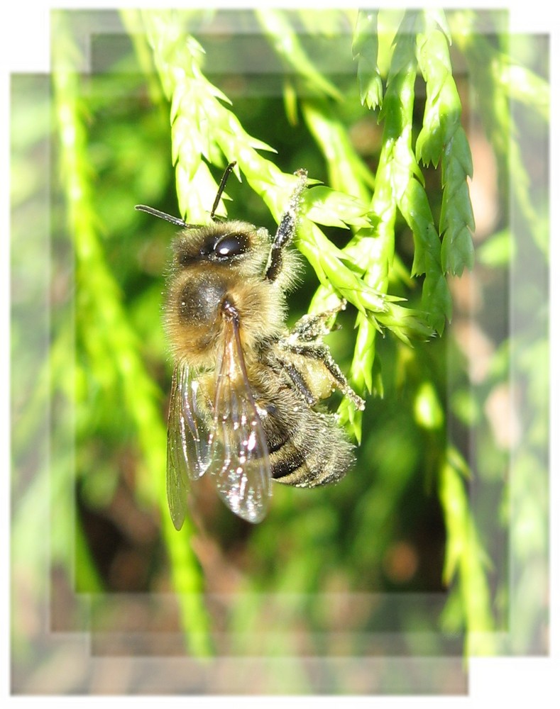 Fleißiges Bienchen