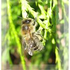 Fleißiges Bienchen