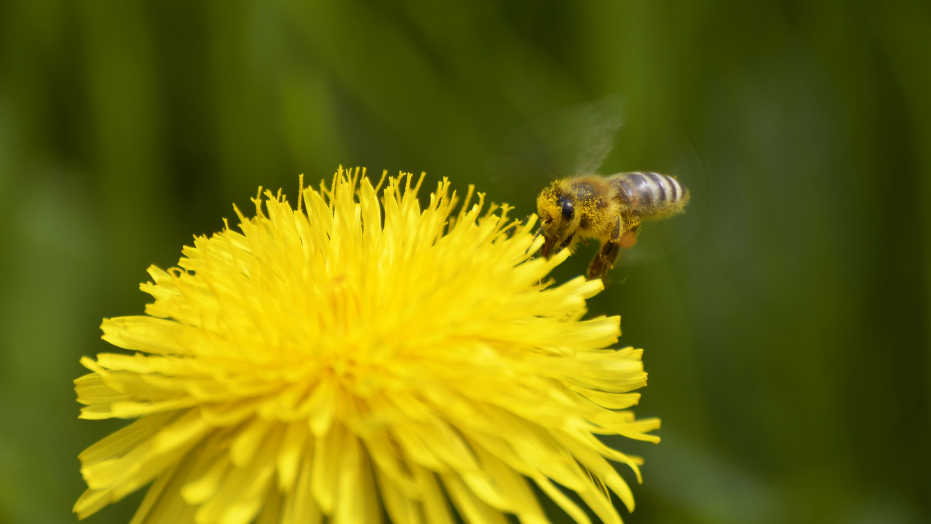 Fleissiges Bienchen