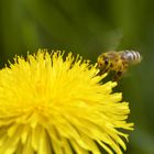 Fleissiges Bienchen