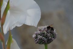 Fleißiges Bienchen