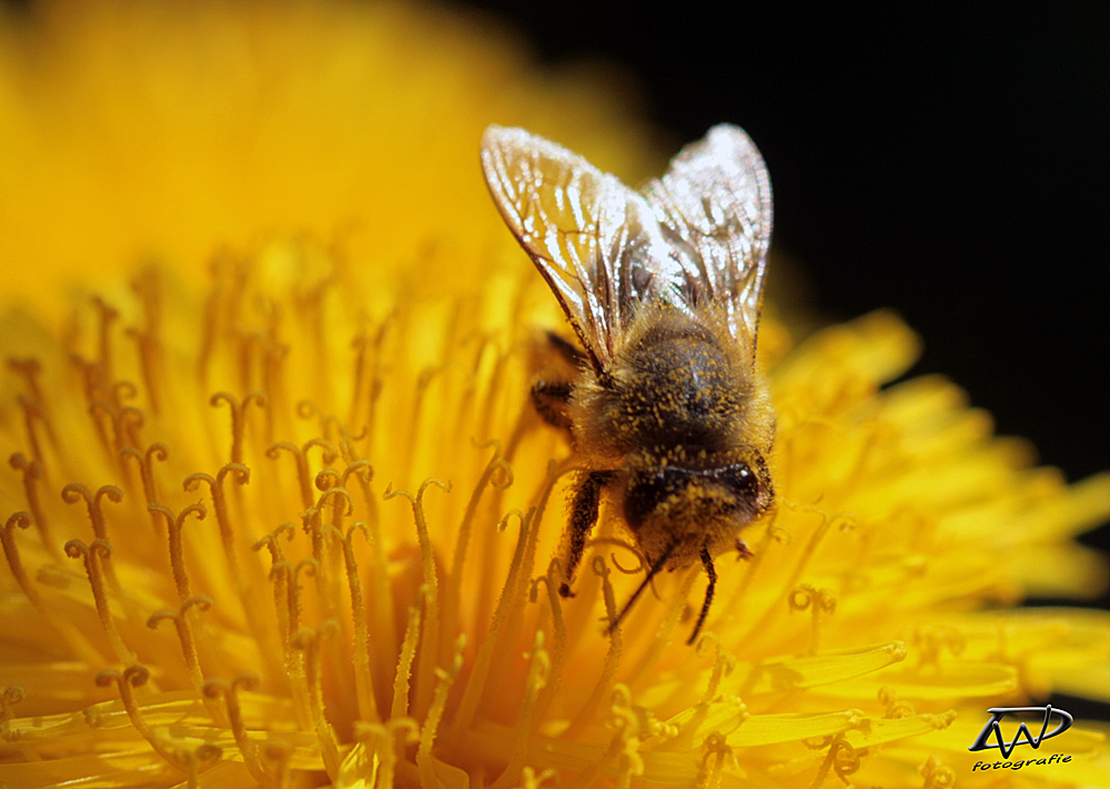 Fleißiges Bienchen