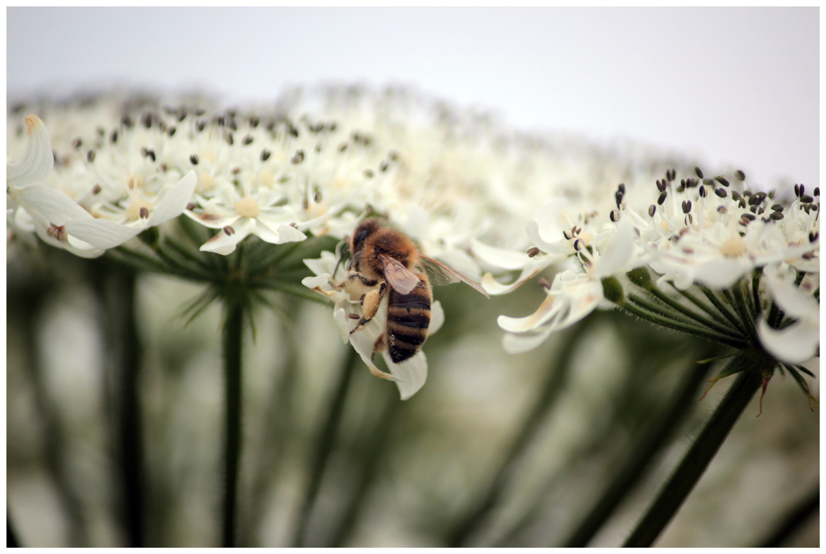 Fleißiges Bienchen