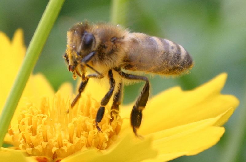 fleißiges bienchen