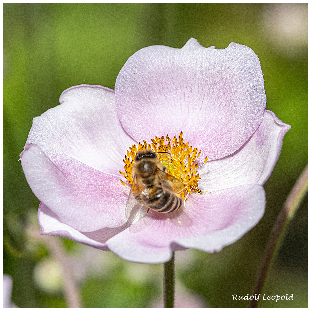 Fleissiges Bienchen