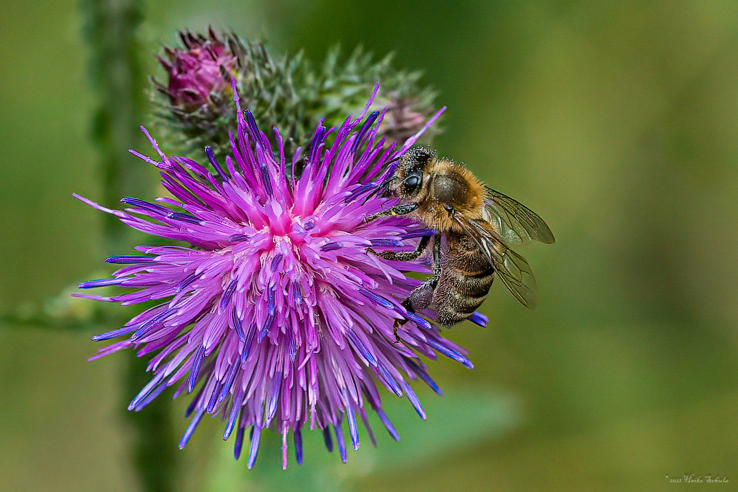 Fleißiges Bienchen