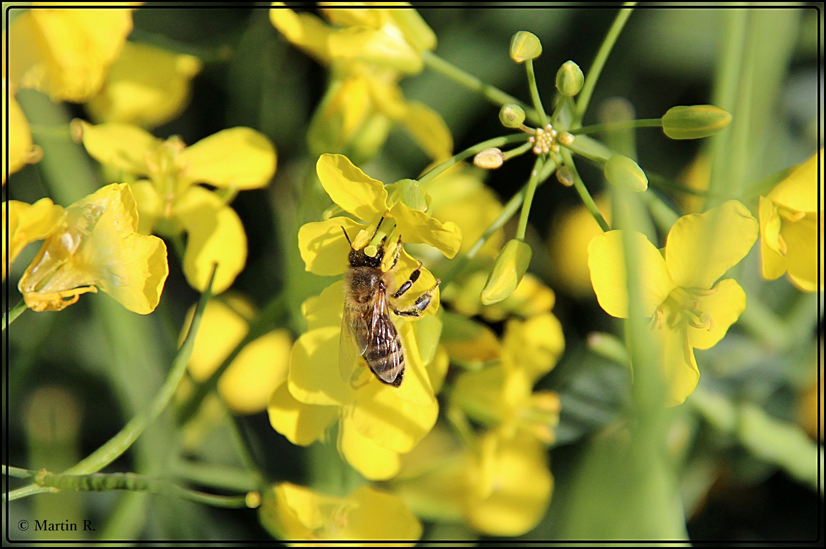 Fleissiges Bienchen :-)