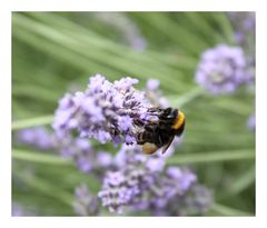 fleissiges Bienchen