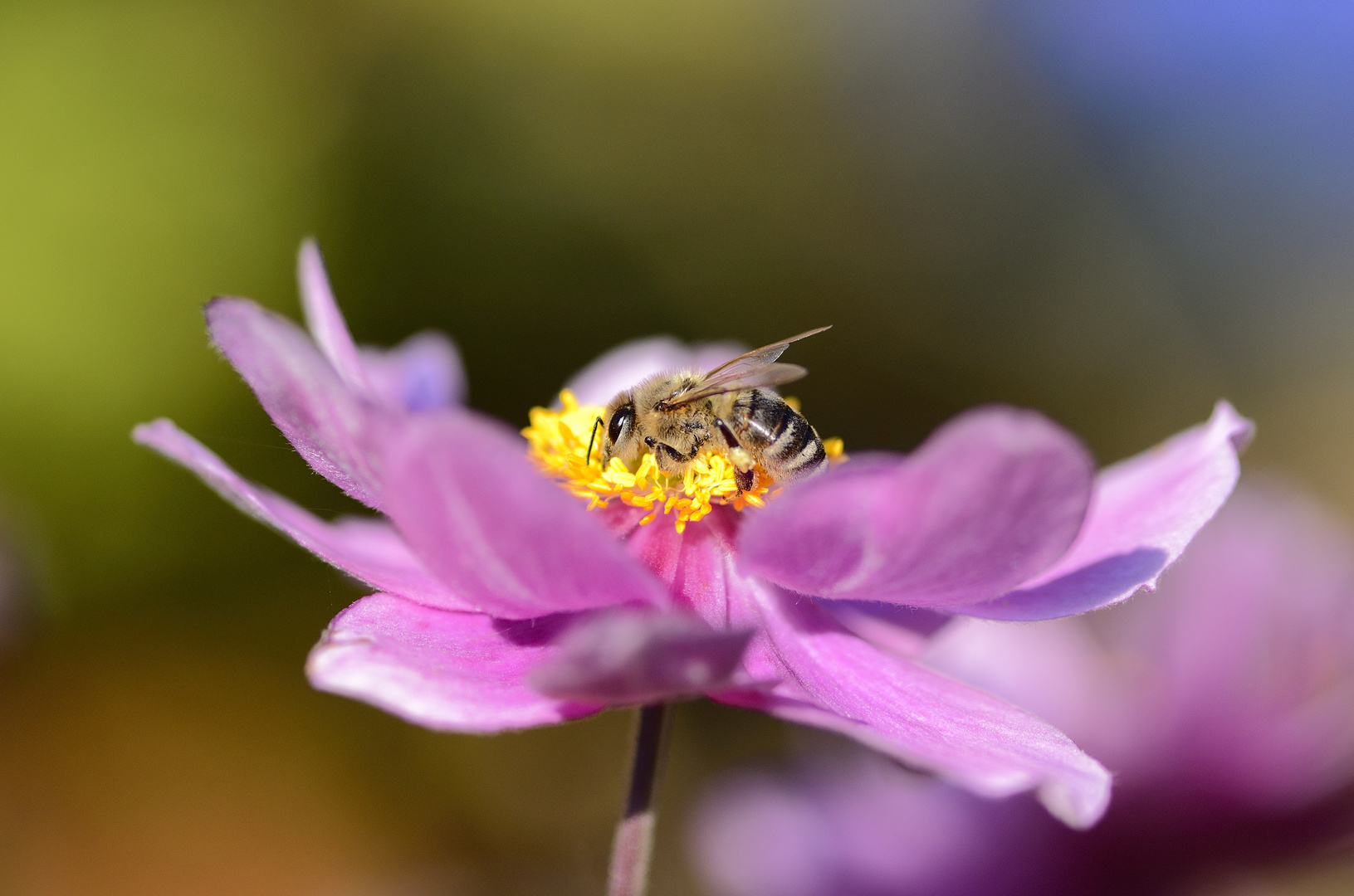 Fleißiges Bienchen