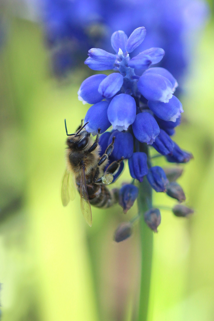 Fleißiges Bienchen