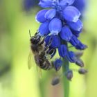 Fleißiges Bienchen