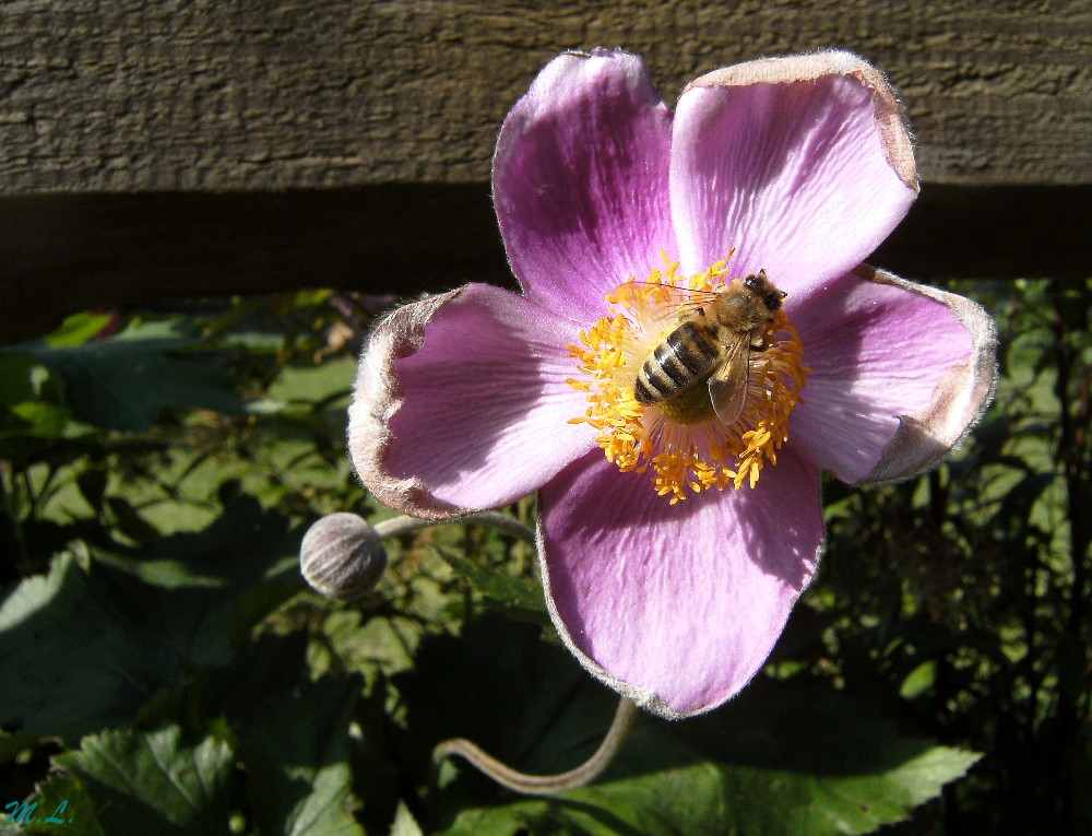 Fleissiges Bienchen