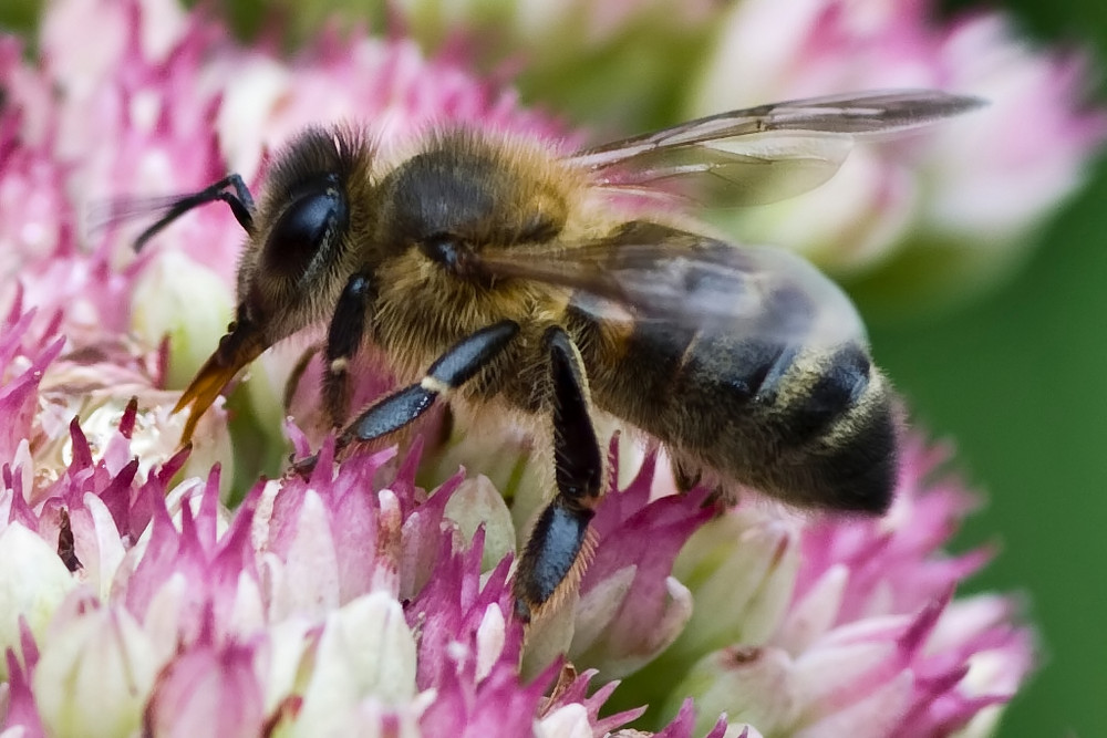 fleißiges Bienchen ...