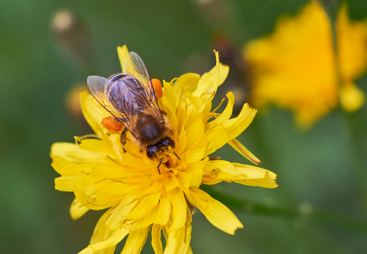 Fleißiges Bienchen 