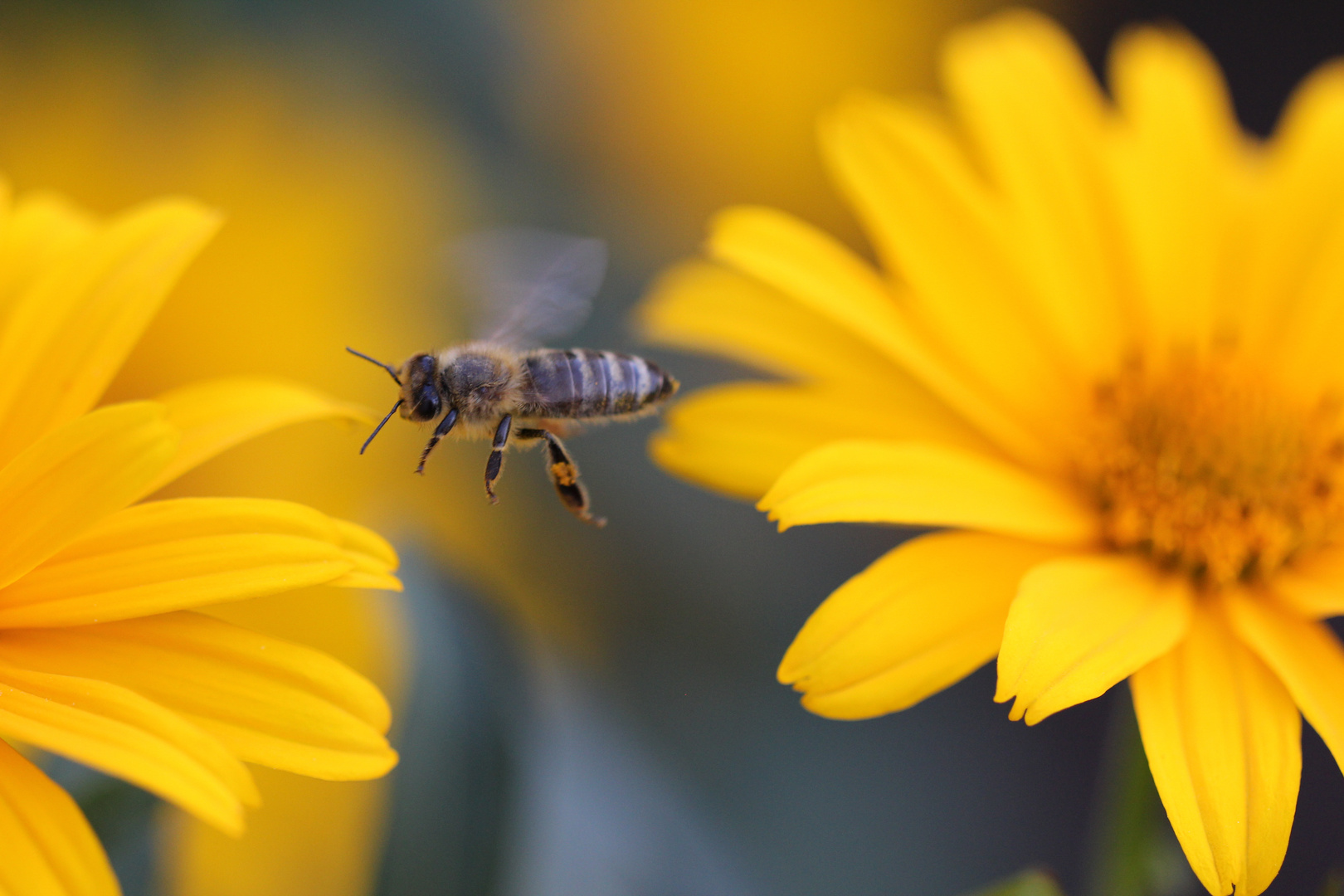 Fleißiges Bienchen...