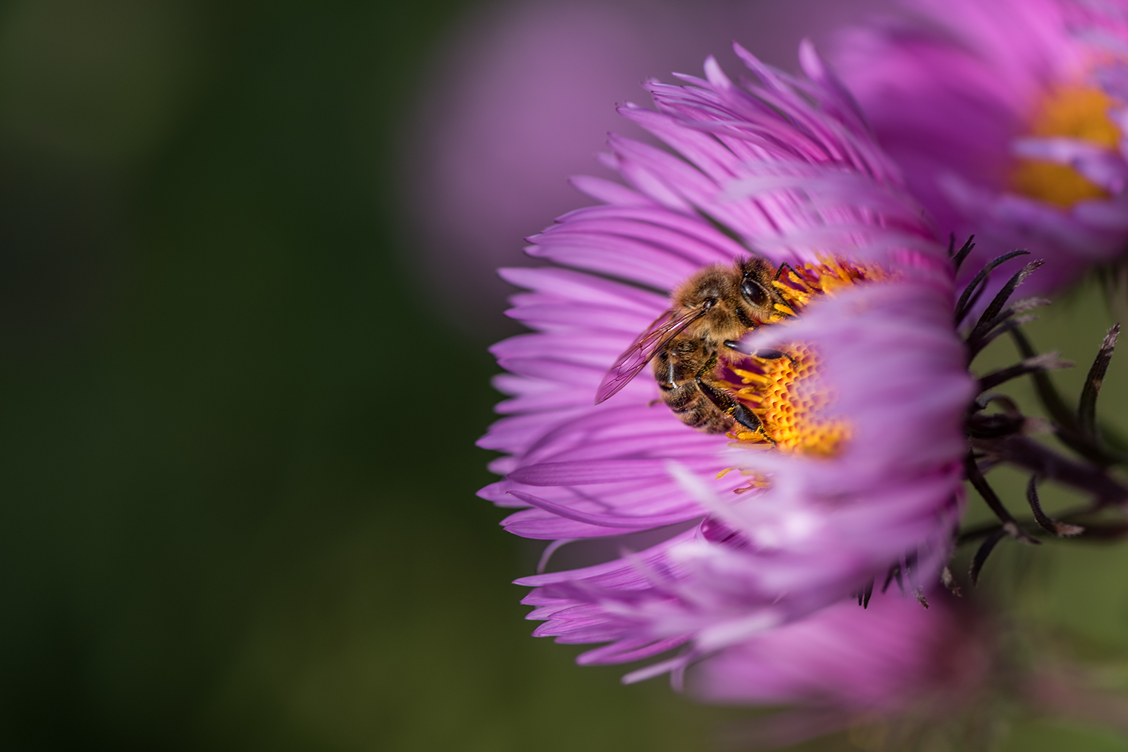 fleißiges Bienchen