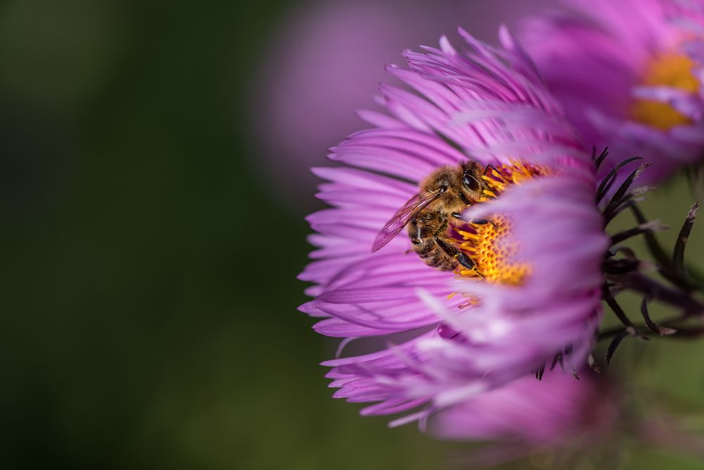 fleißiges Bienchen