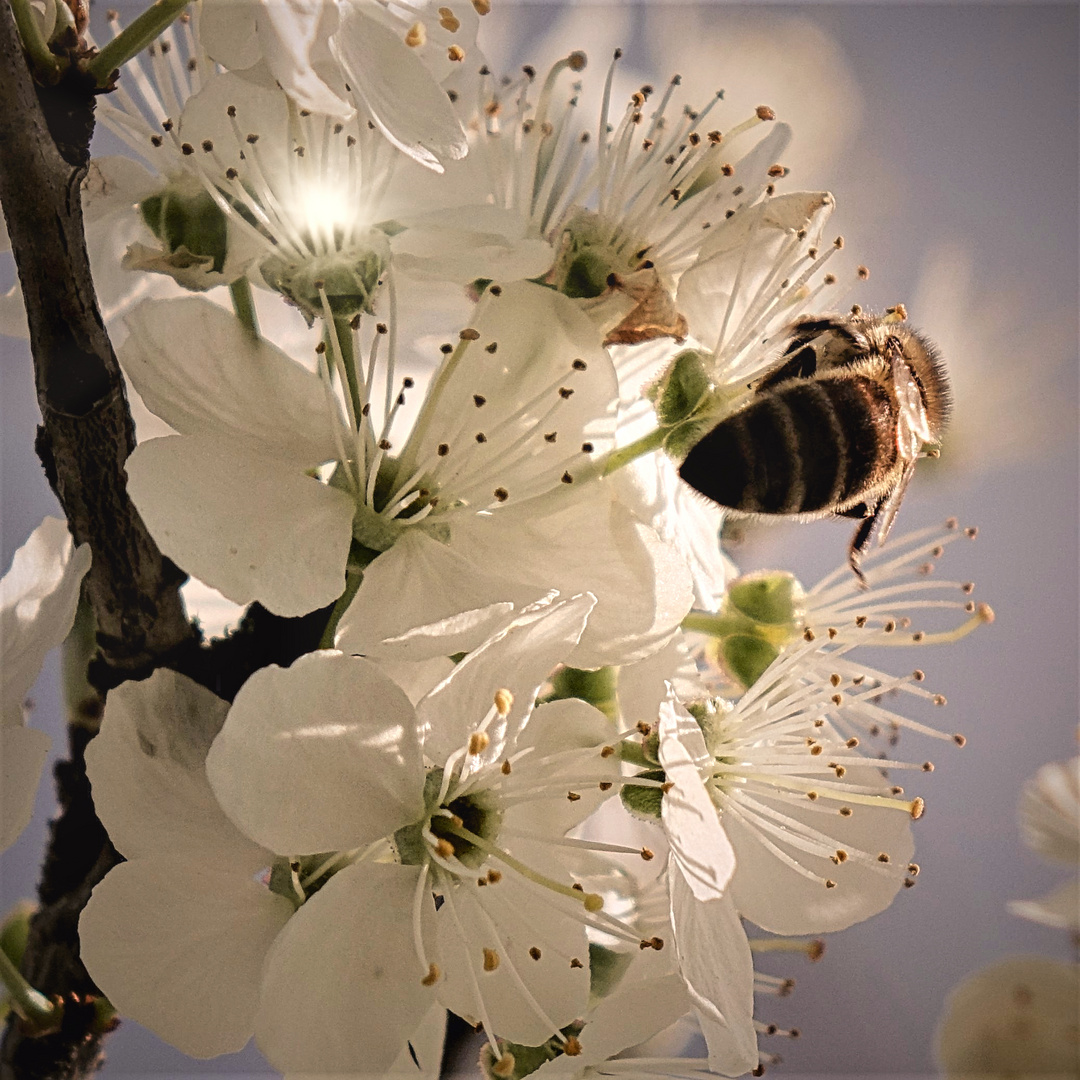 Fleißiges Bienchen 3