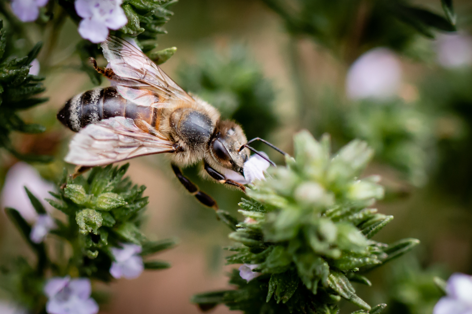 fleißiges Bienchen 3