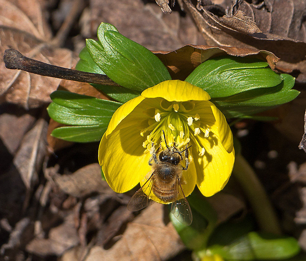 Fleißiges Bienchen 3