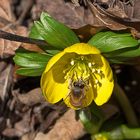 Fleißiges Bienchen 3