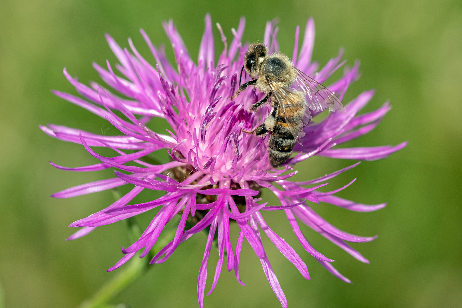 Fleißiges Bienchen