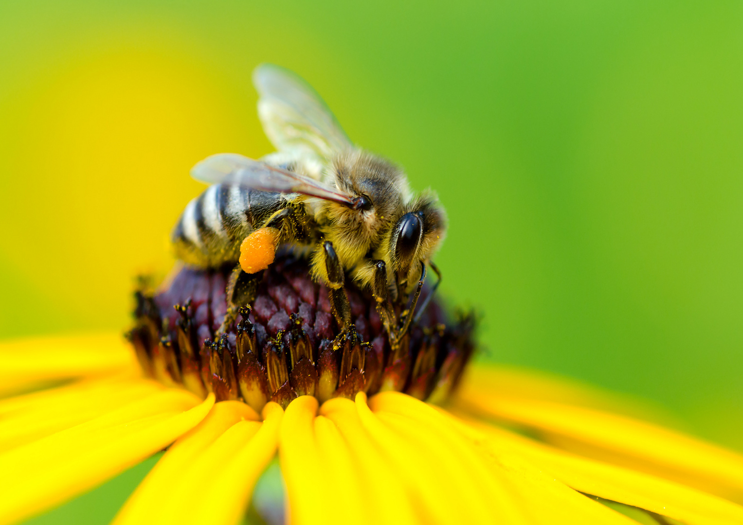 Fleissiges Bienchen