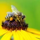 Fleissiges Bienchen