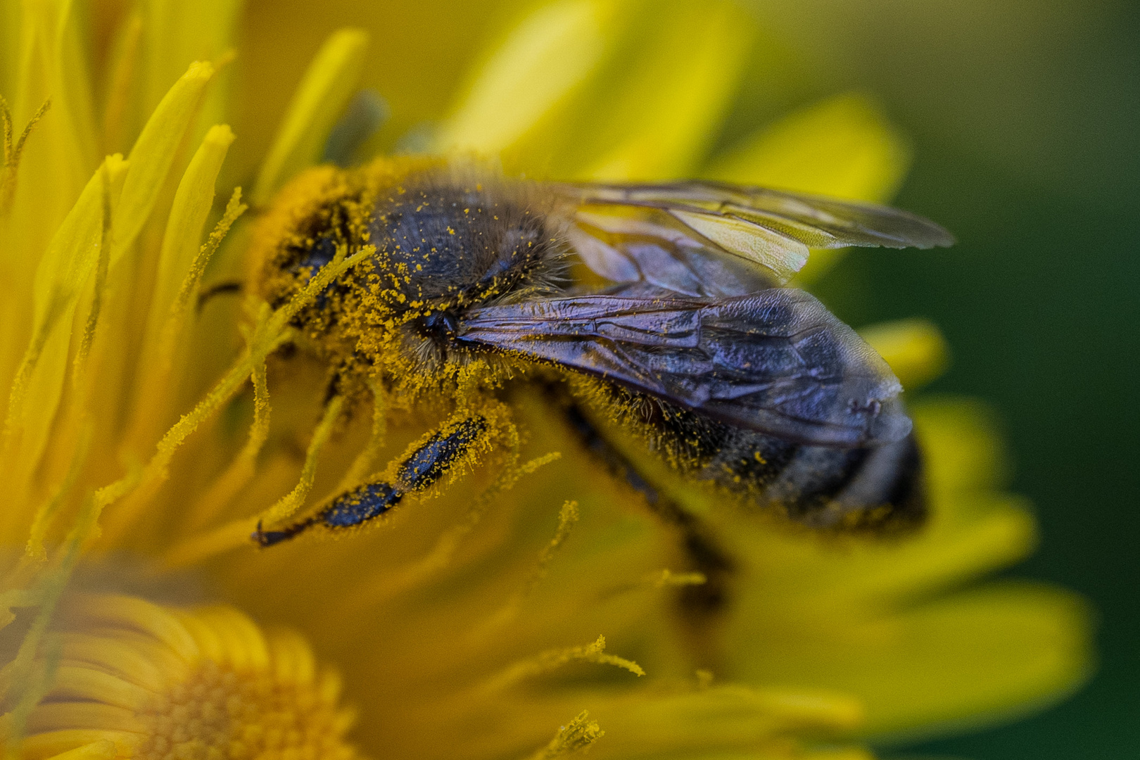 Fleißiges Bienchen