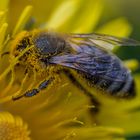 Fleißiges Bienchen