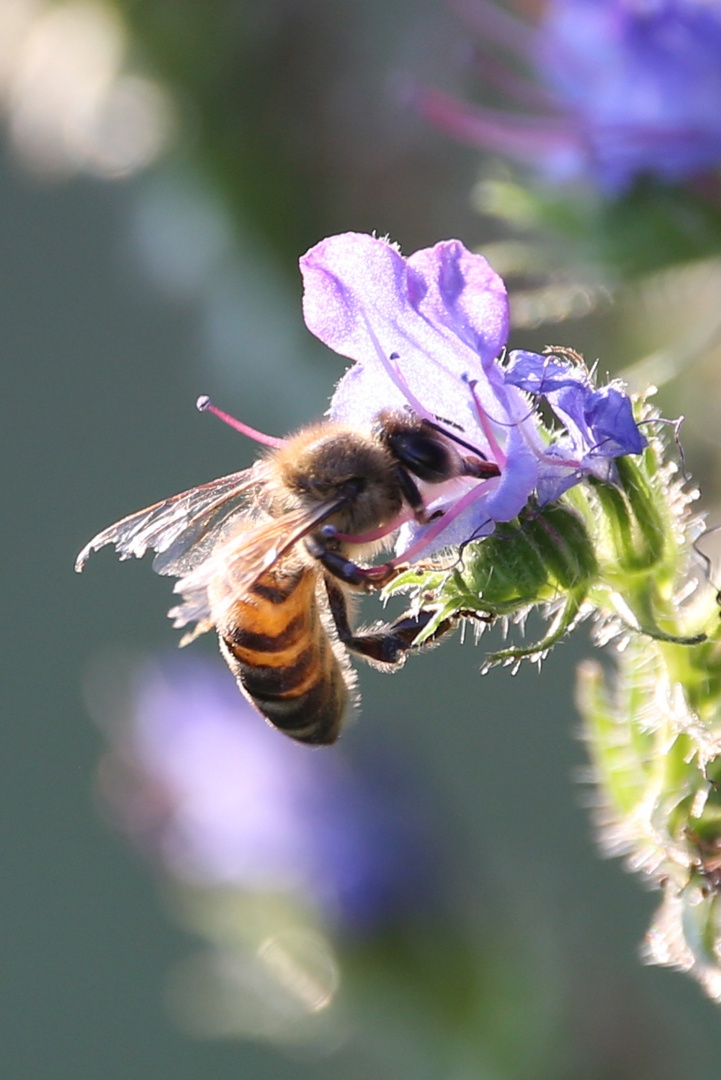 fleißiges Bienchen