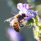 fleißiges Bienchen