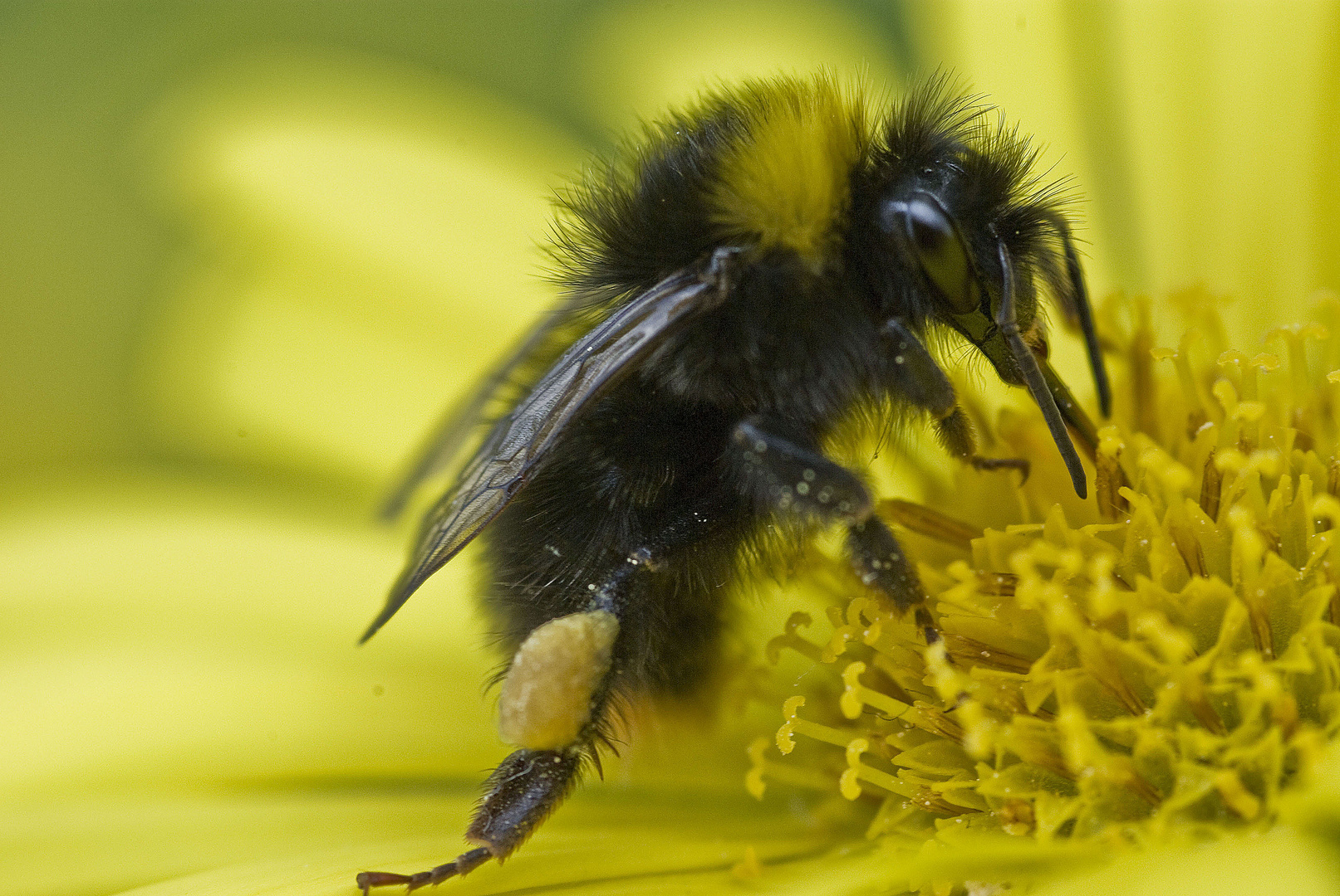 fleißiges Bienchen