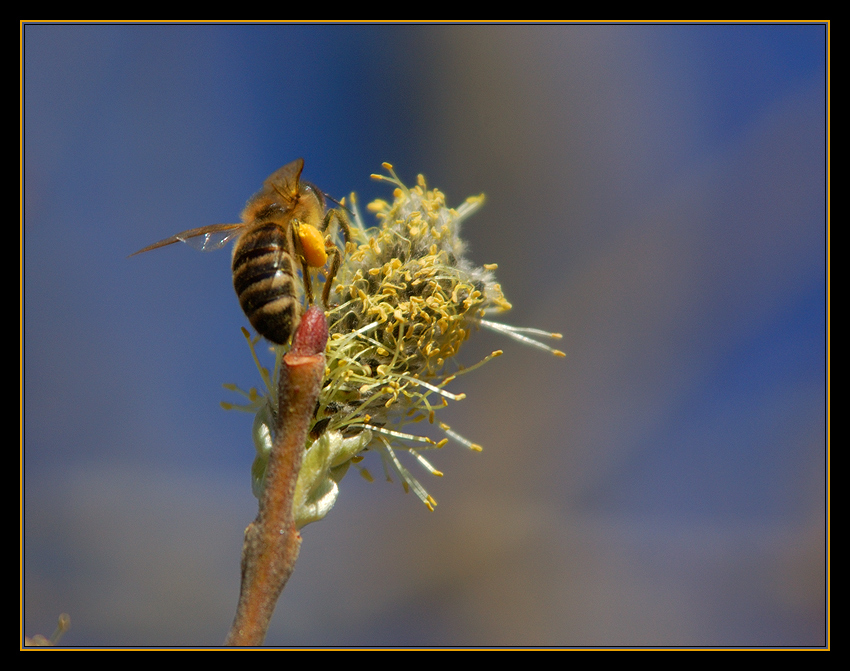 *fleißiges* Bienchen