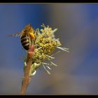 *fleißiges* Bienchen