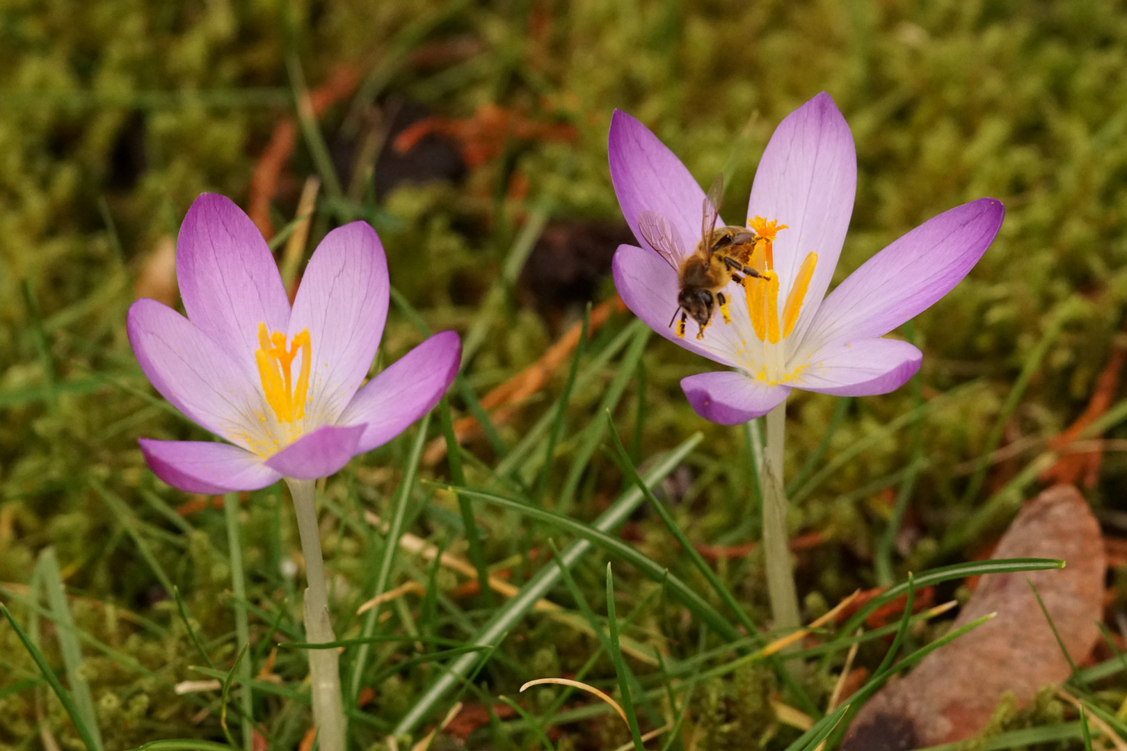 Fleißiges Bienchen