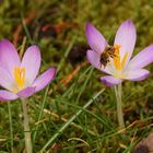 Fleißiges Bienchen