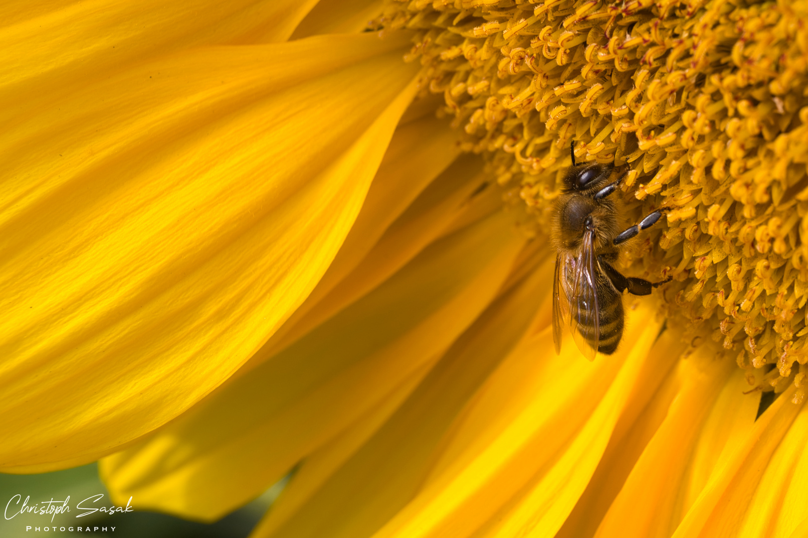 Fleißiges Bienchen