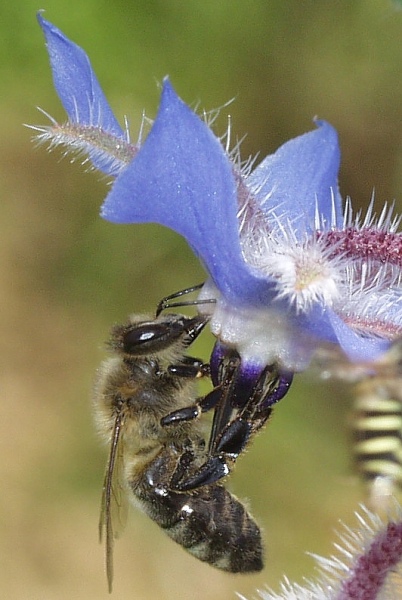 Fleißiges Bienchen