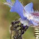 Fleißiges Bienchen