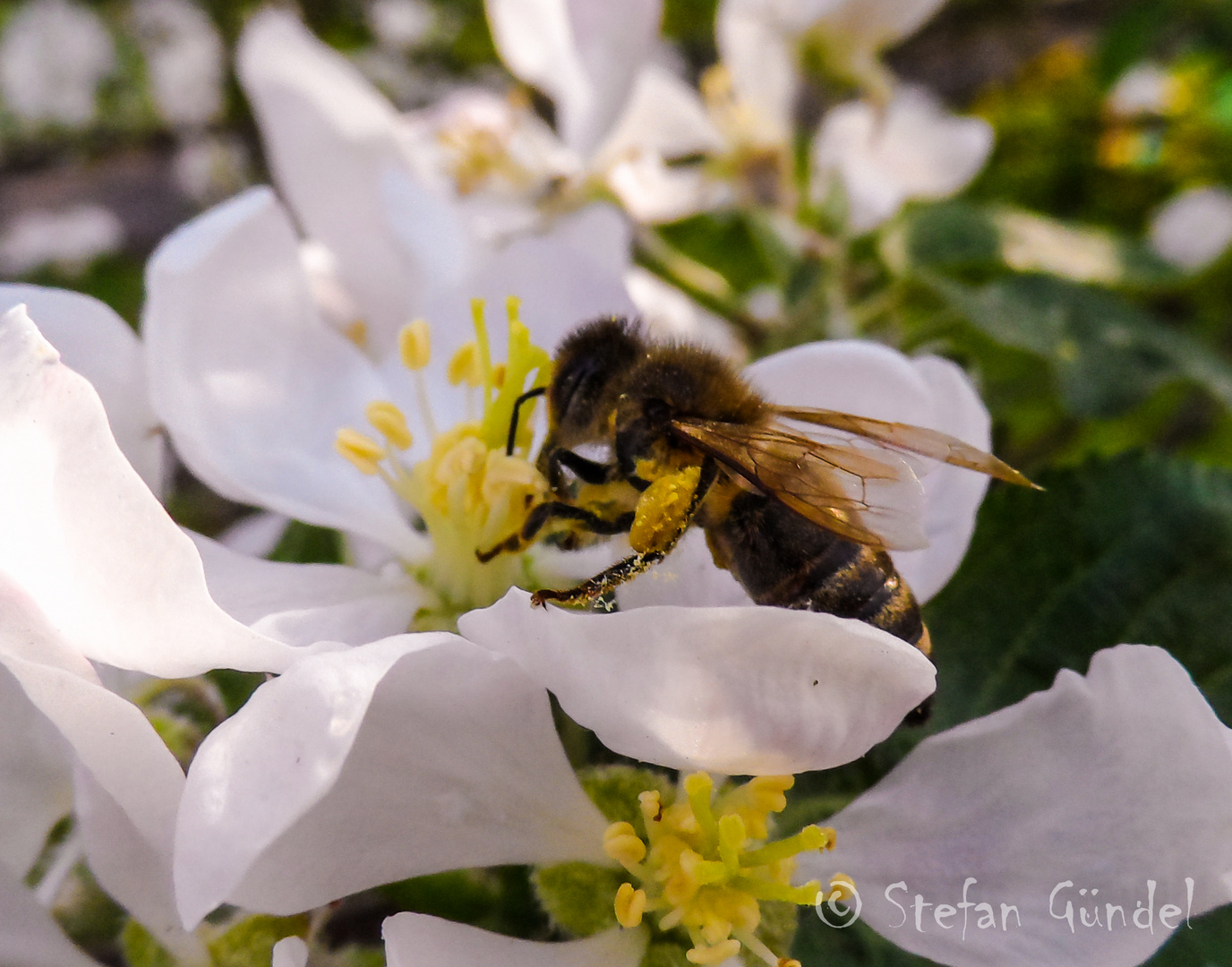 Fleißiges Bienchen